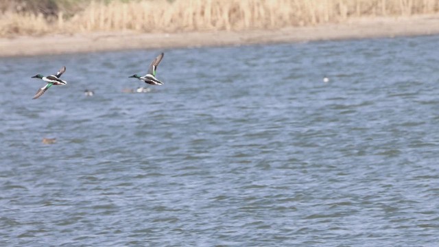 Northern Shoveler - ML633510842