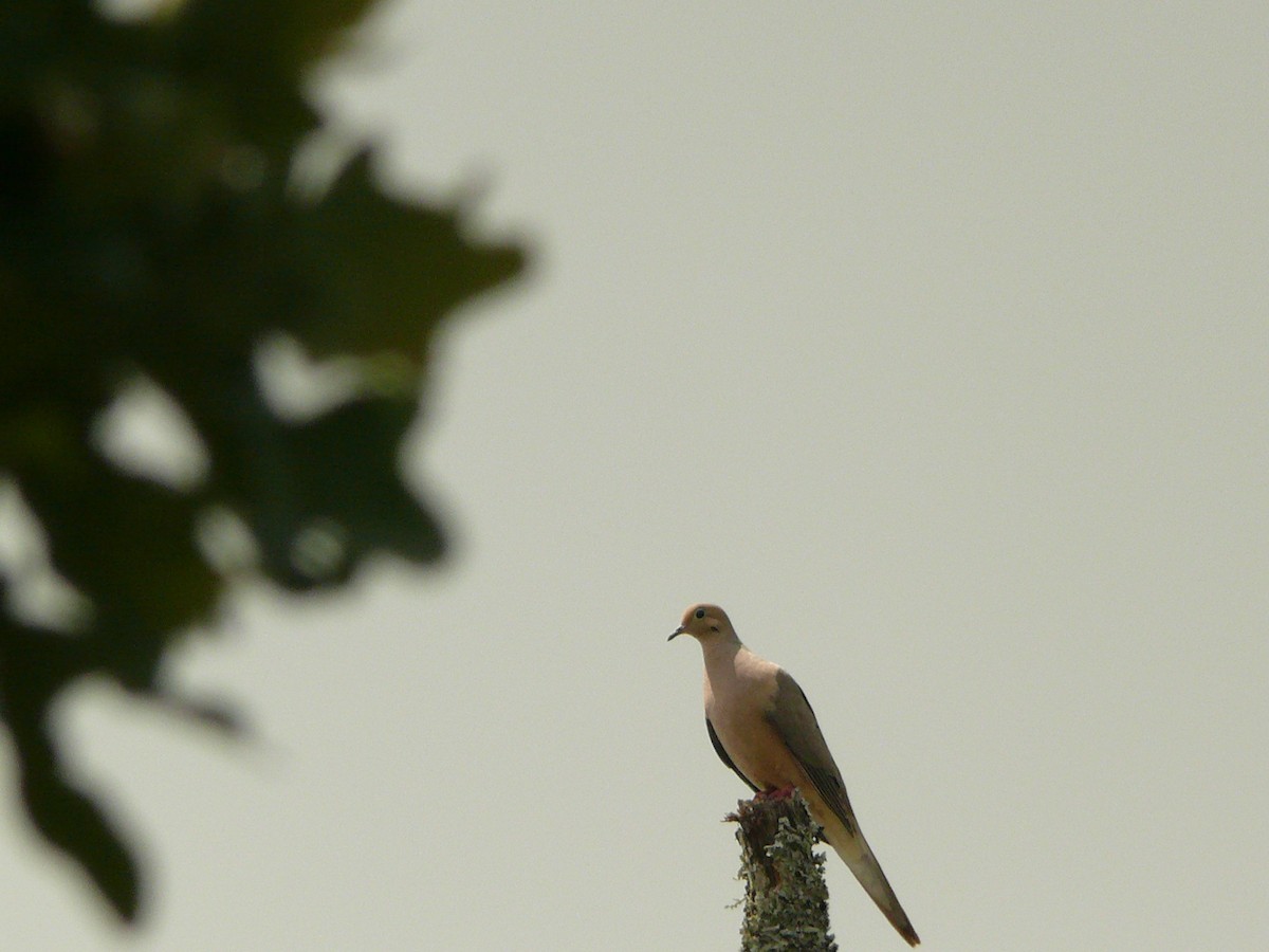 Mourning Dove - ML633510898