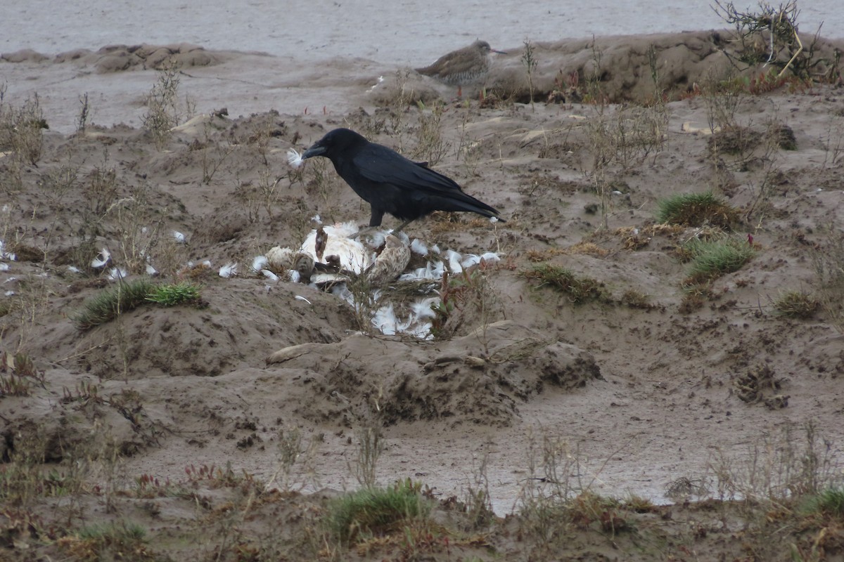 Carrion Crow - christopher elmer