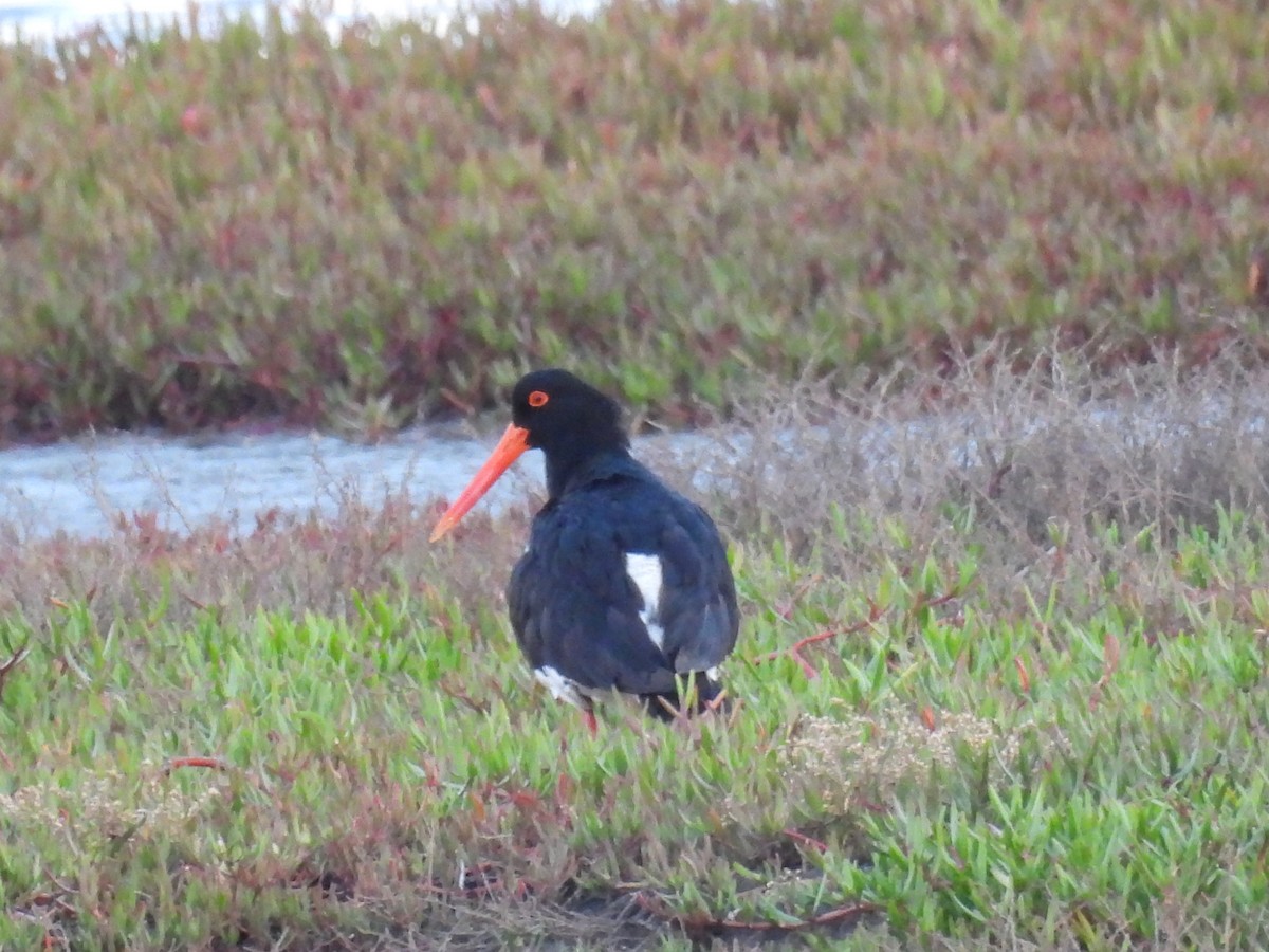 Pied Oystercatcher - ML633510987