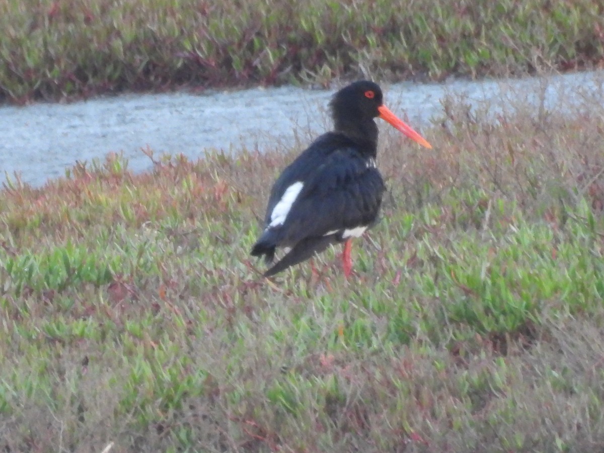 Pied Oystercatcher - ML633510988