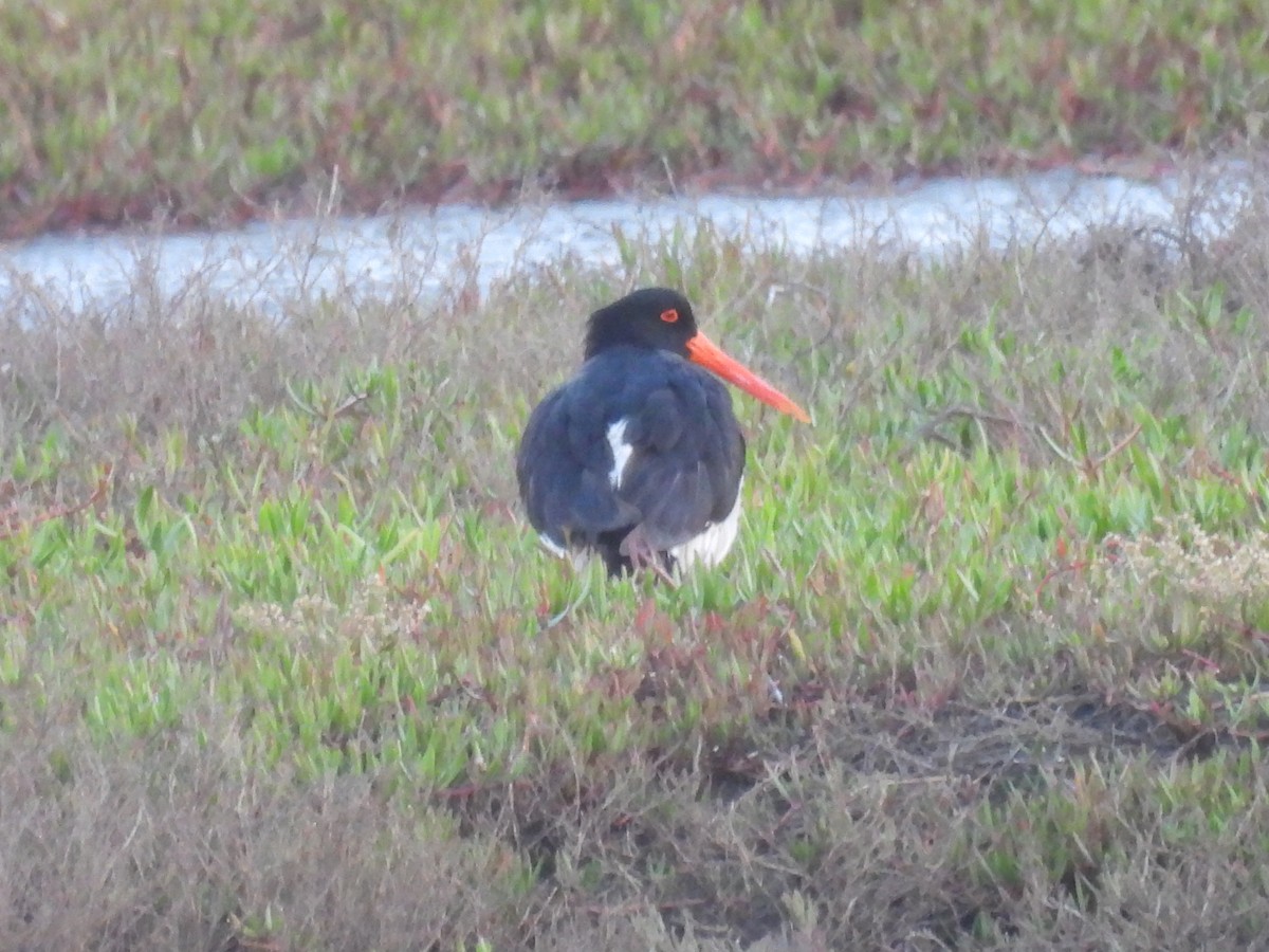 Pied Oystercatcher - ML633510989