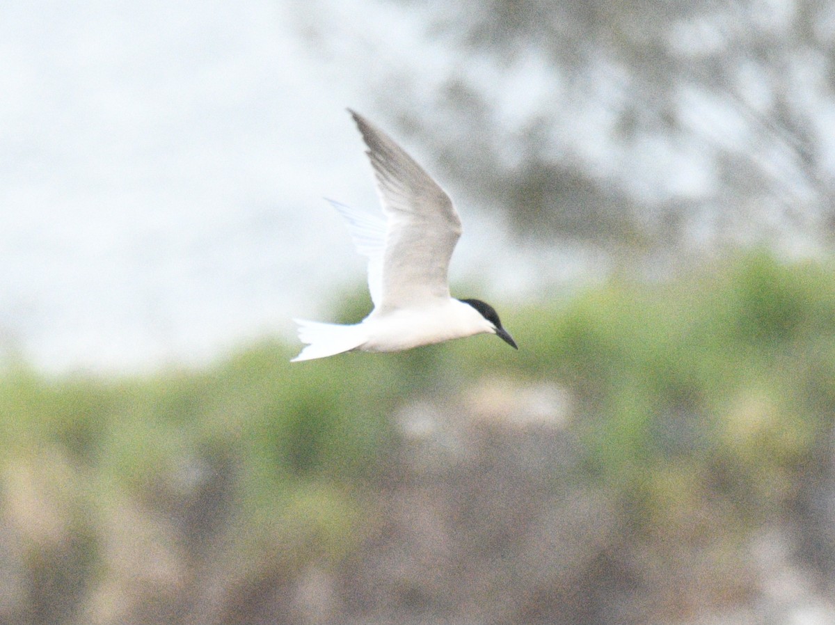 Australian Tern - ML633511020
