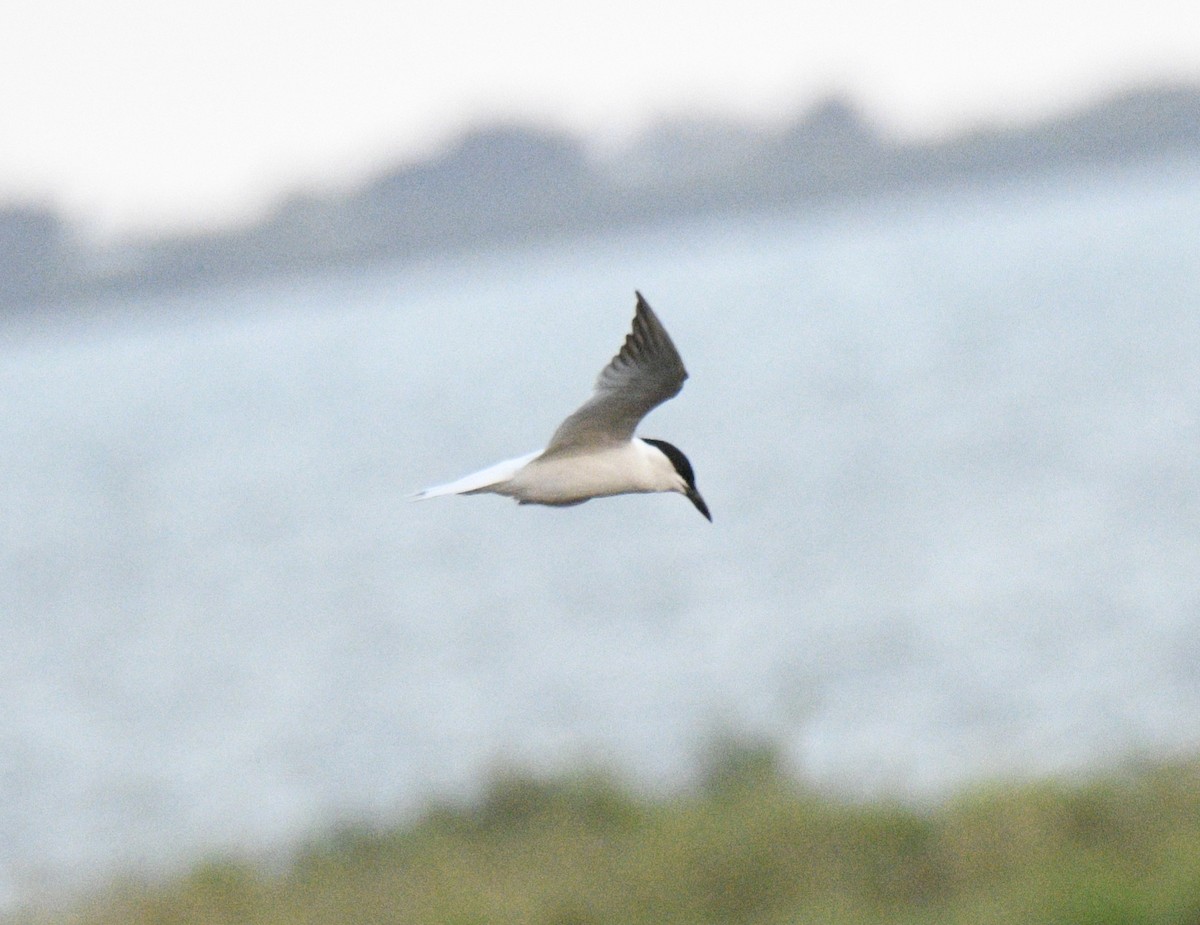 Australian Tern - ML633511021