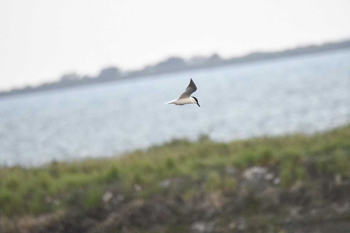 Australian Tern - ML633511022