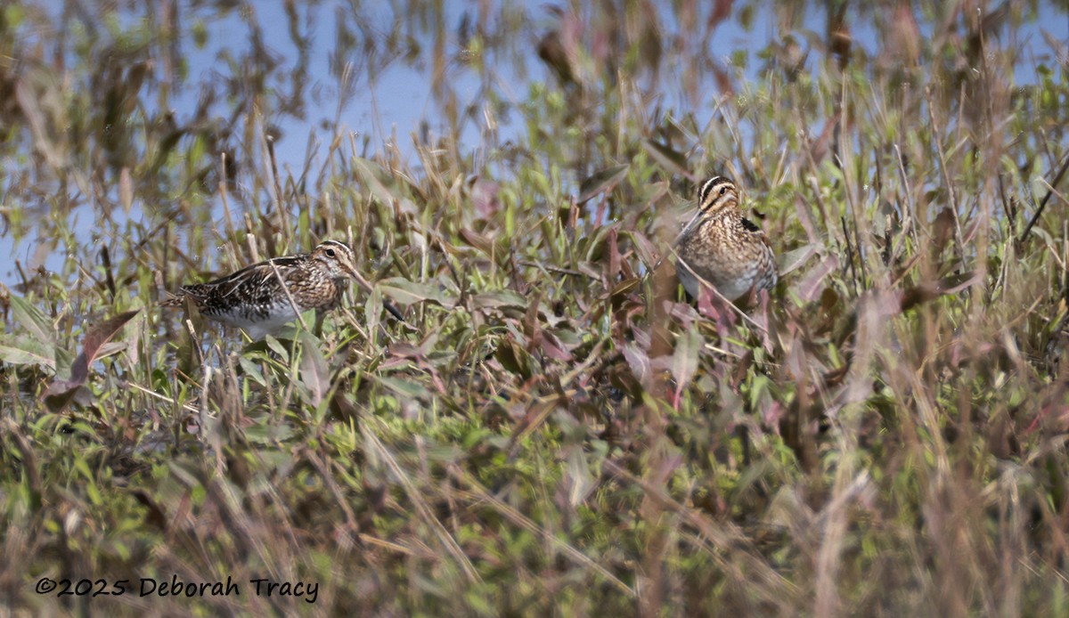 Wilson's Snipe - ML633511050