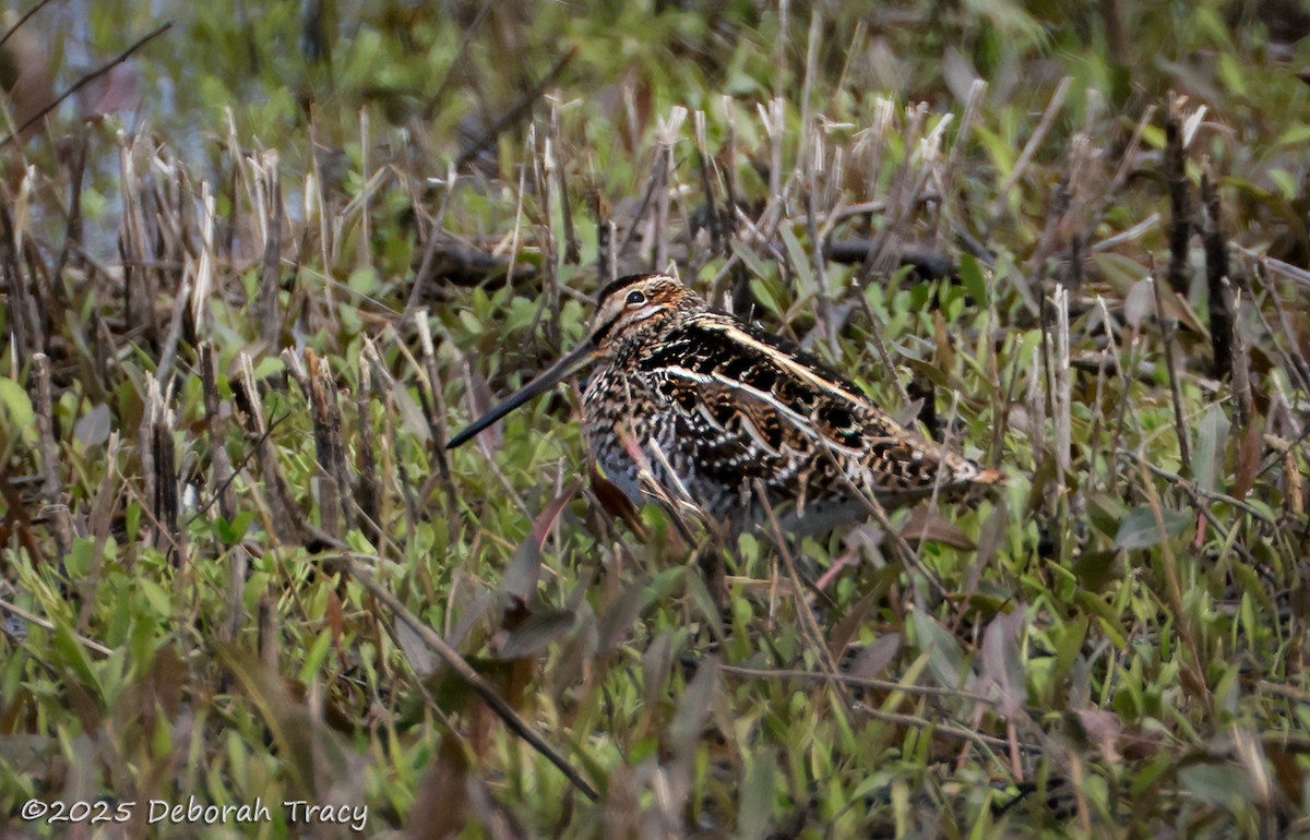 Wilson's Snipe - ML633511051