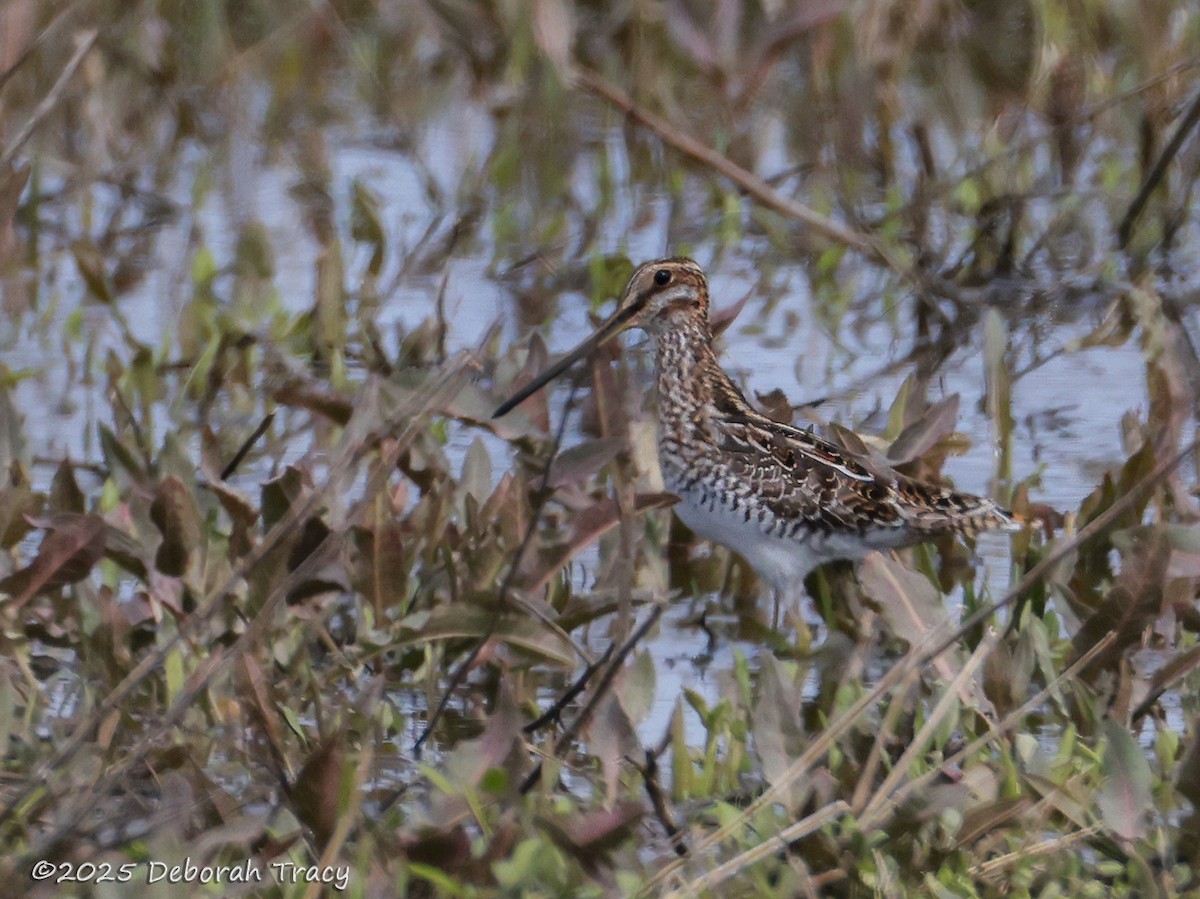 Wilson's Snipe - ML633511052
