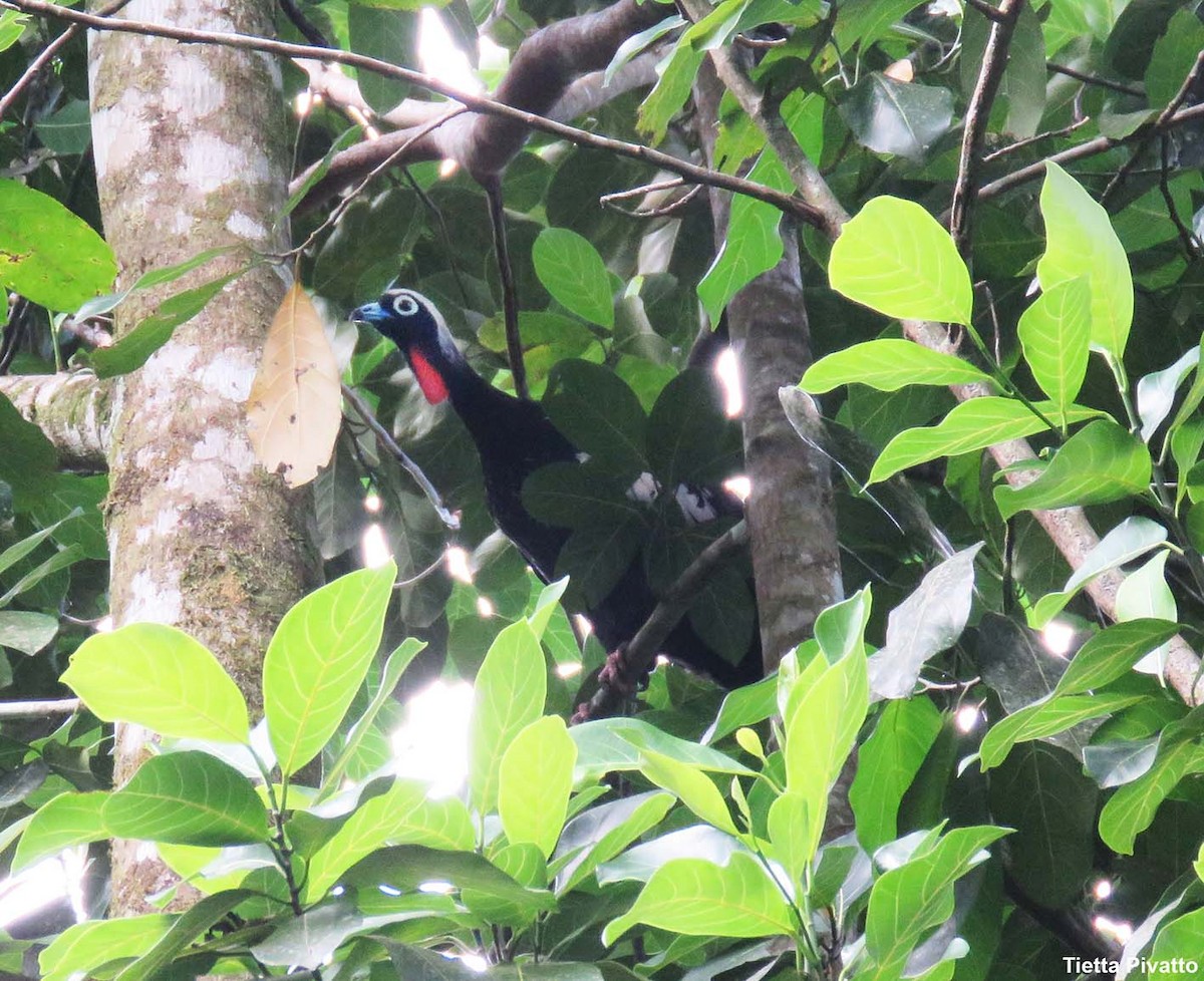 Black-fronted Piping-Guan - ML633511092