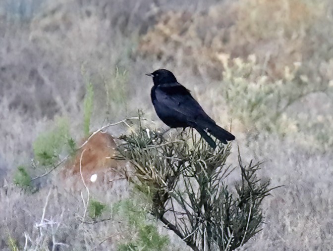 Pale-winged Starling - ML633511297