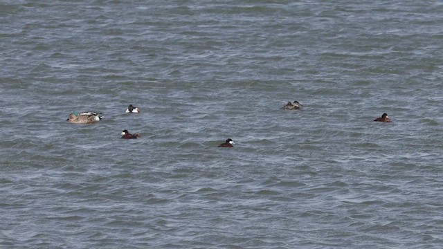 Ruddy Duck - ML633511576