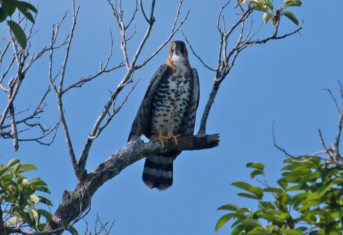 Gray-bellied Hawk - ML633511607