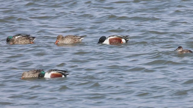 Northern Shoveler - ML633511669