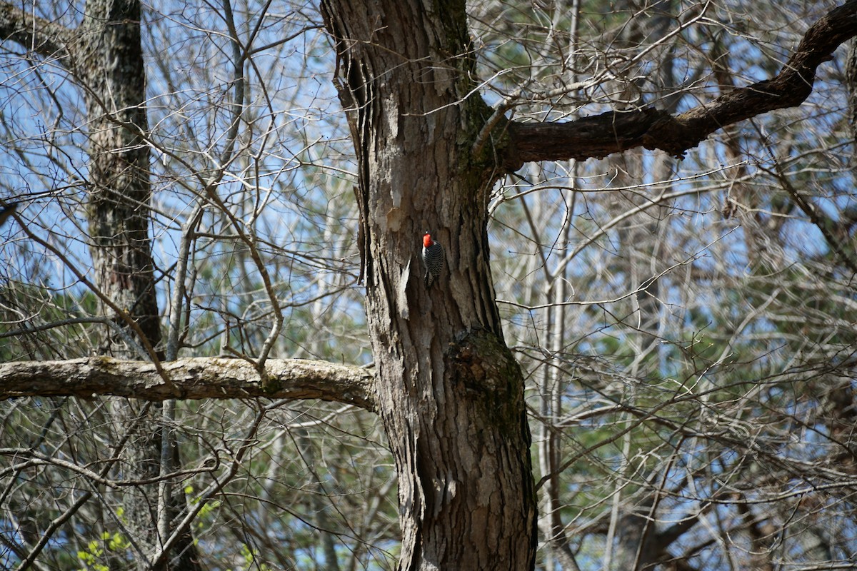 Pic à ventre roux - ML633511862