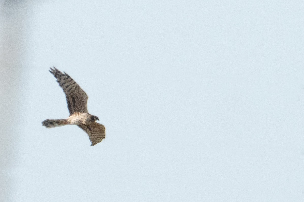 Montagu's Harrier - ML633511899
