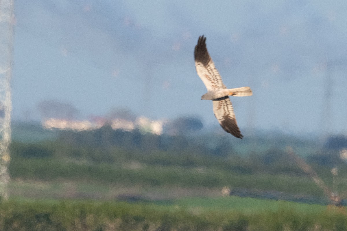 Montagu's Harrier - ML633511900