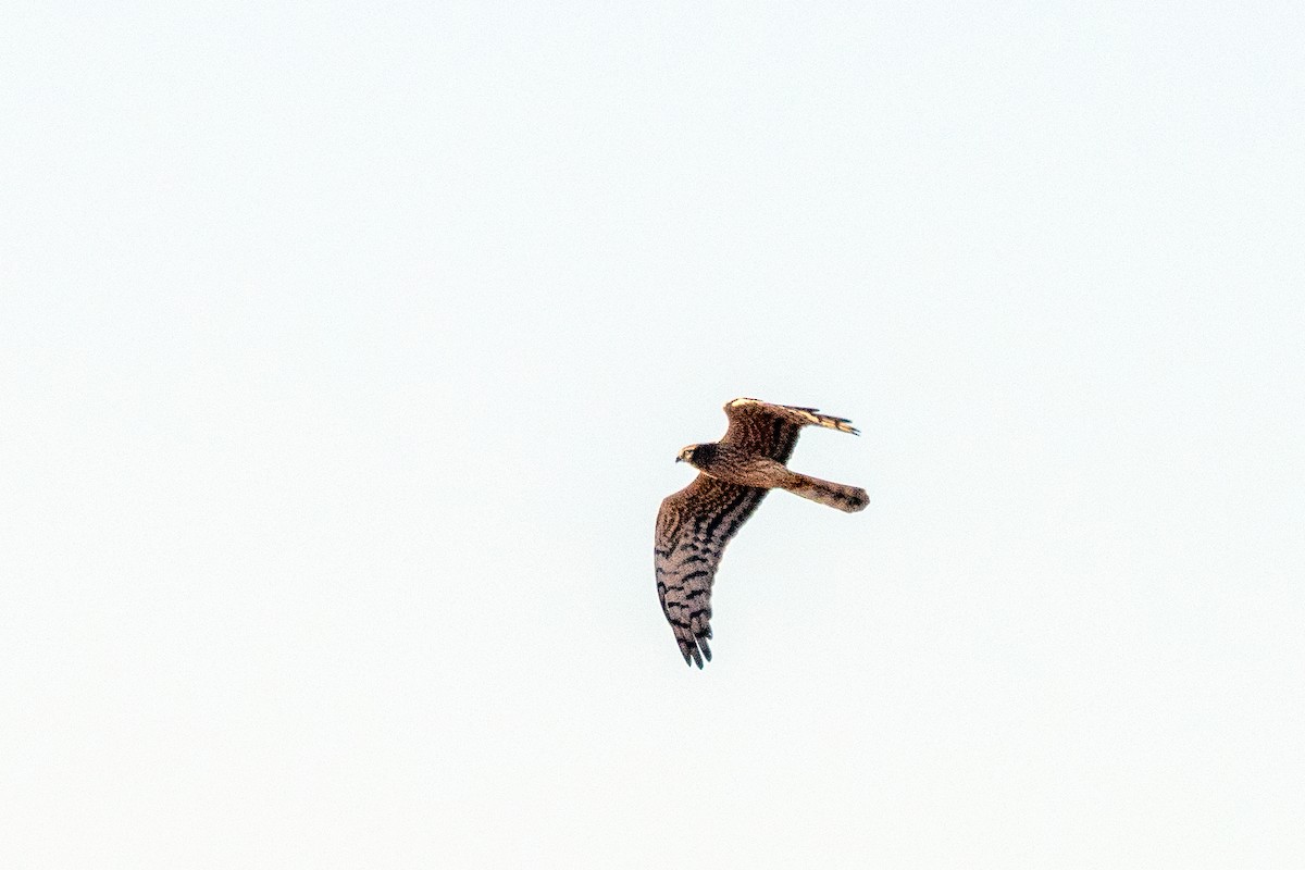Montagu's Harrier - ML633511901