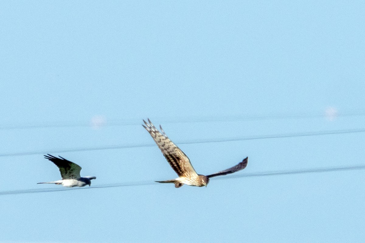 Montagu's Harrier - ML633511911