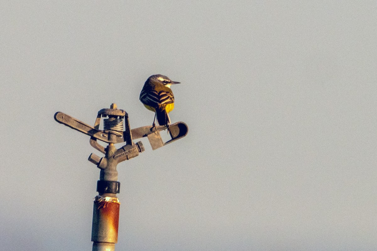 Western Yellow Wagtail - ML633511924