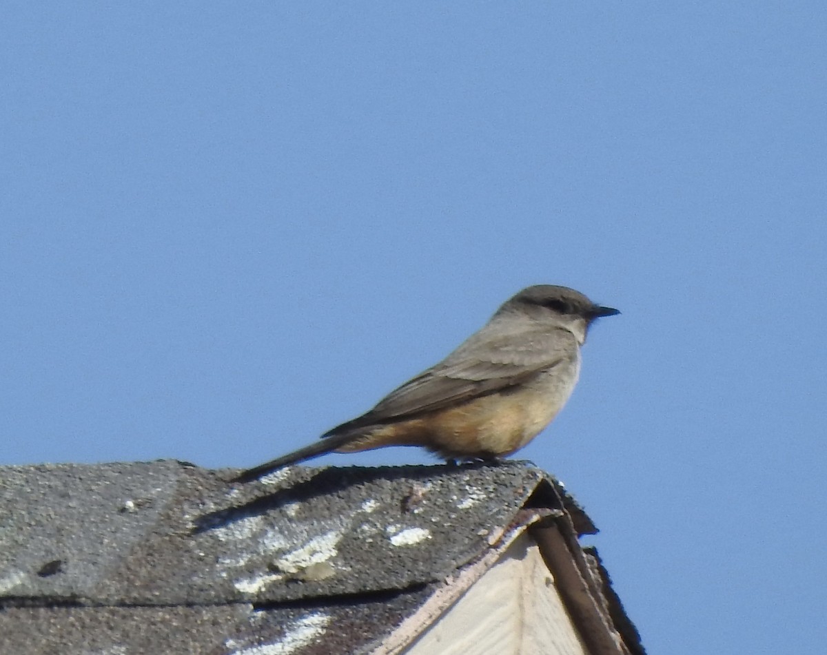 Say's Phoebe - ML633511926