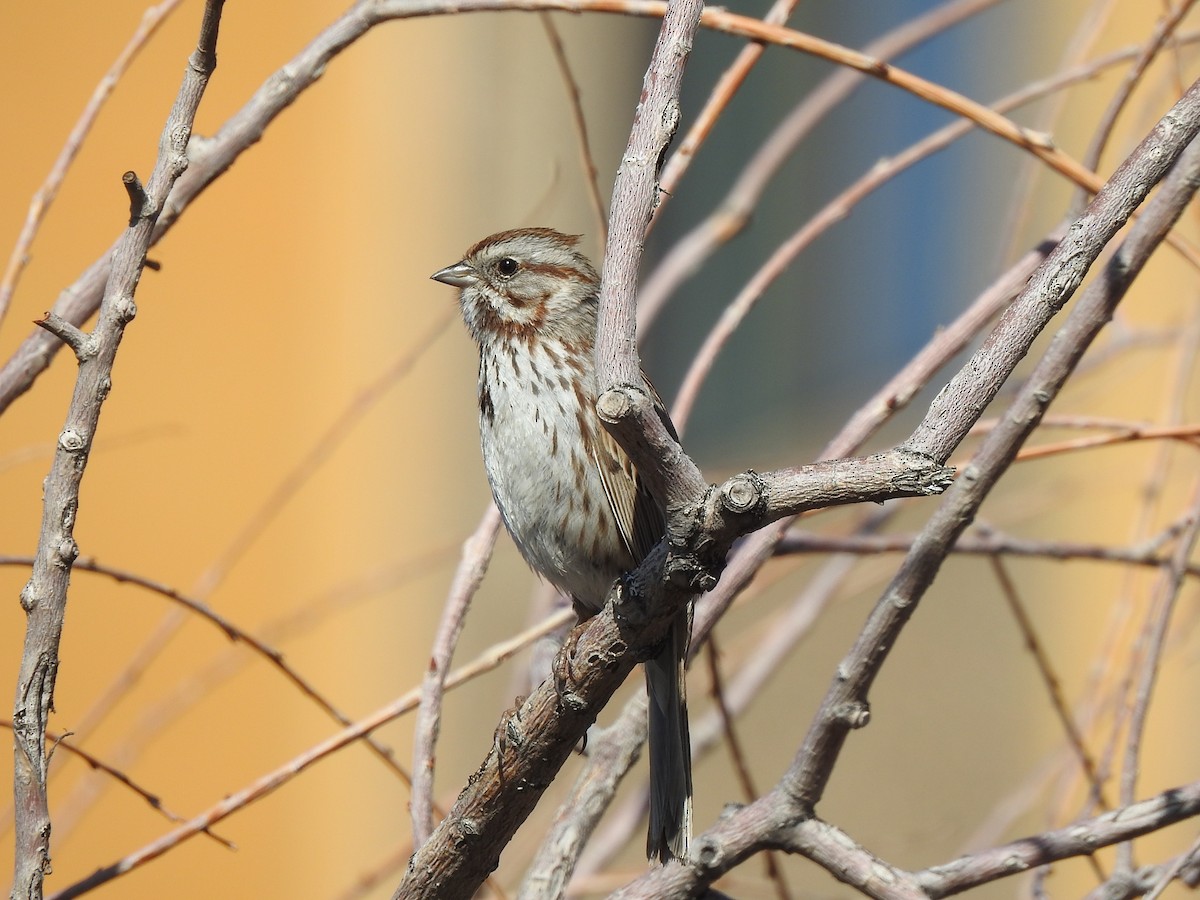 Song Sparrow - ML633511932