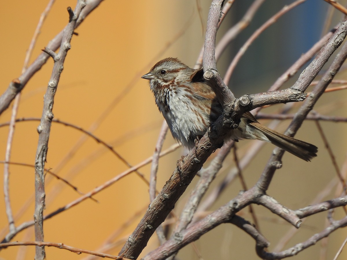 Song Sparrow - ML633511944