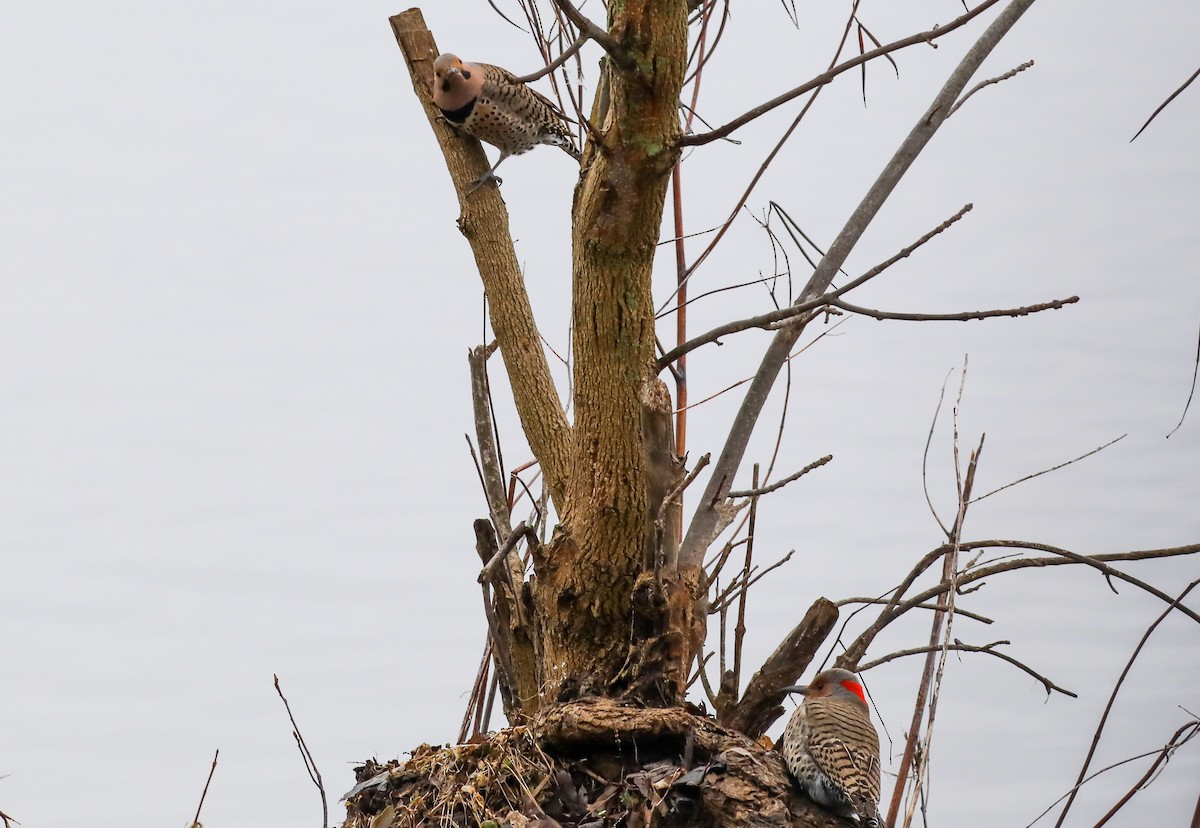 Northern Flicker - ML633512289