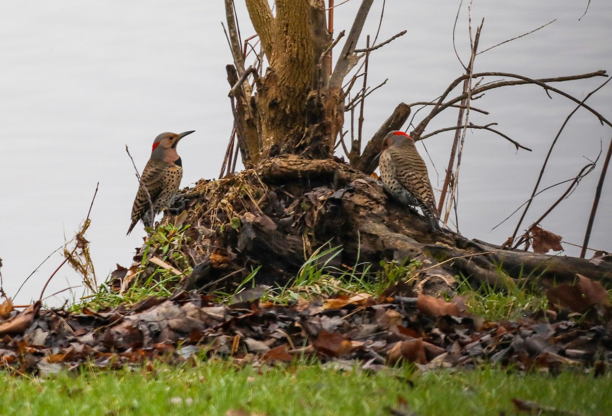 Northern Flicker - ML633512290