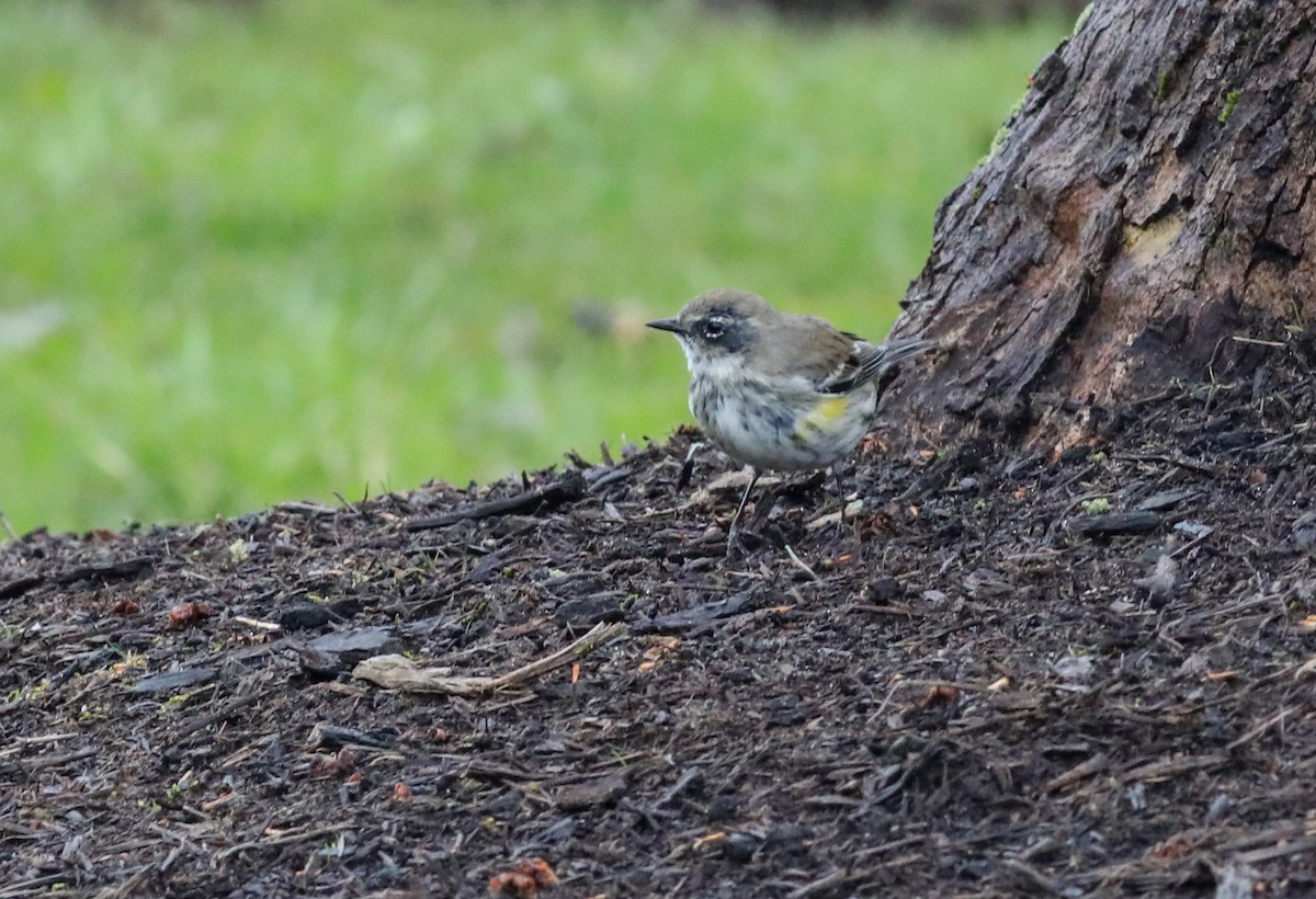Yellow-rumped Warbler - ML633512359