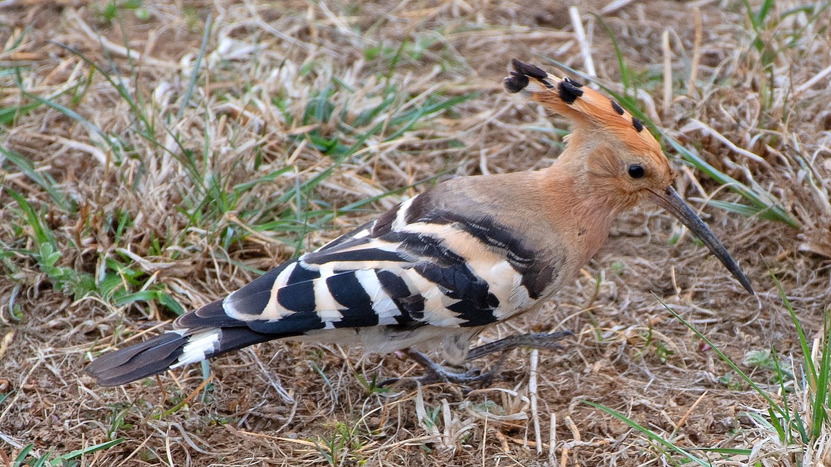 Common Hoopoe - ML633512432