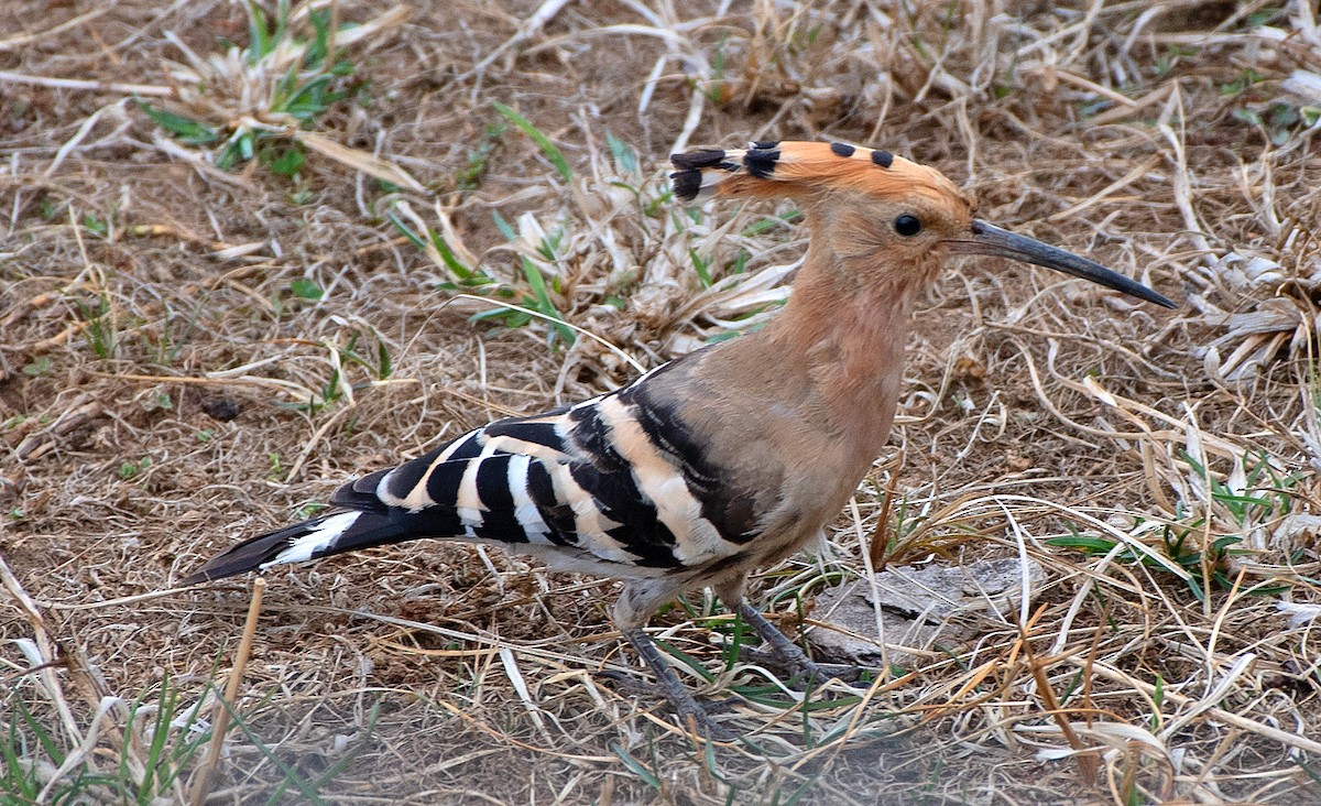 Common Hoopoe - ML633512433