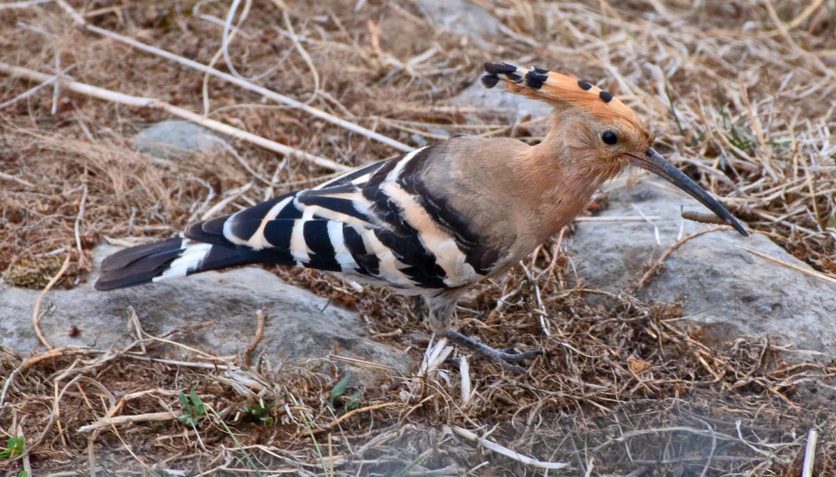 Common Hoopoe - ML633512434