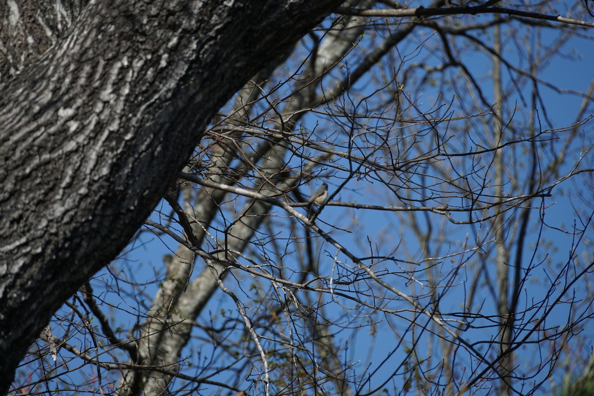 Mésange bicolore - ML633512497