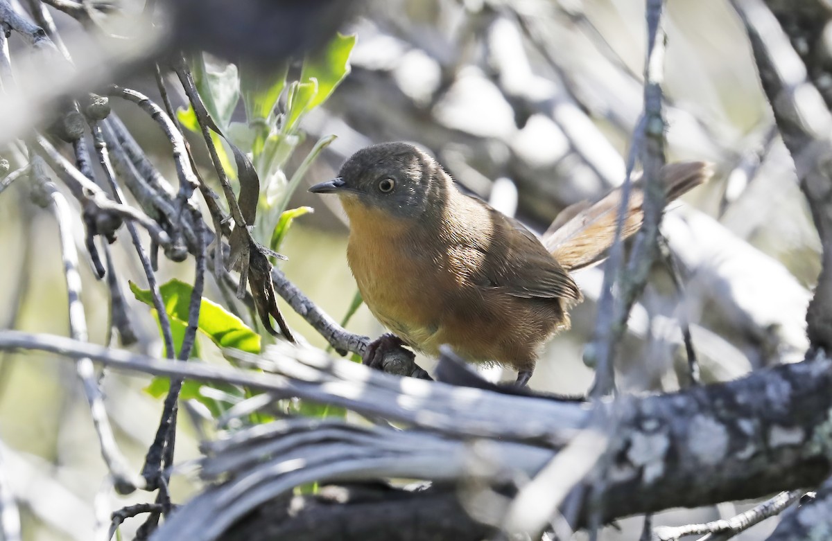 Victorin's Warbler - ML633512519
