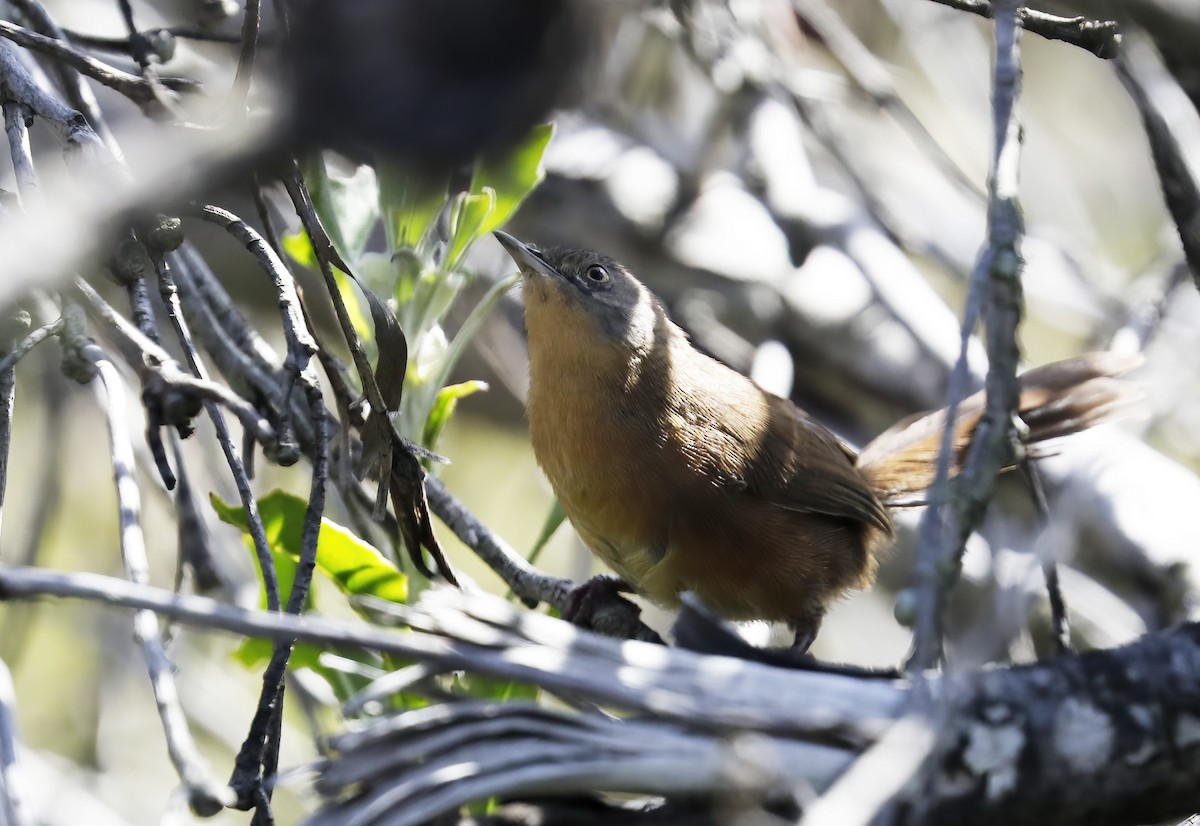 Victorin's Warbler - ML633512520