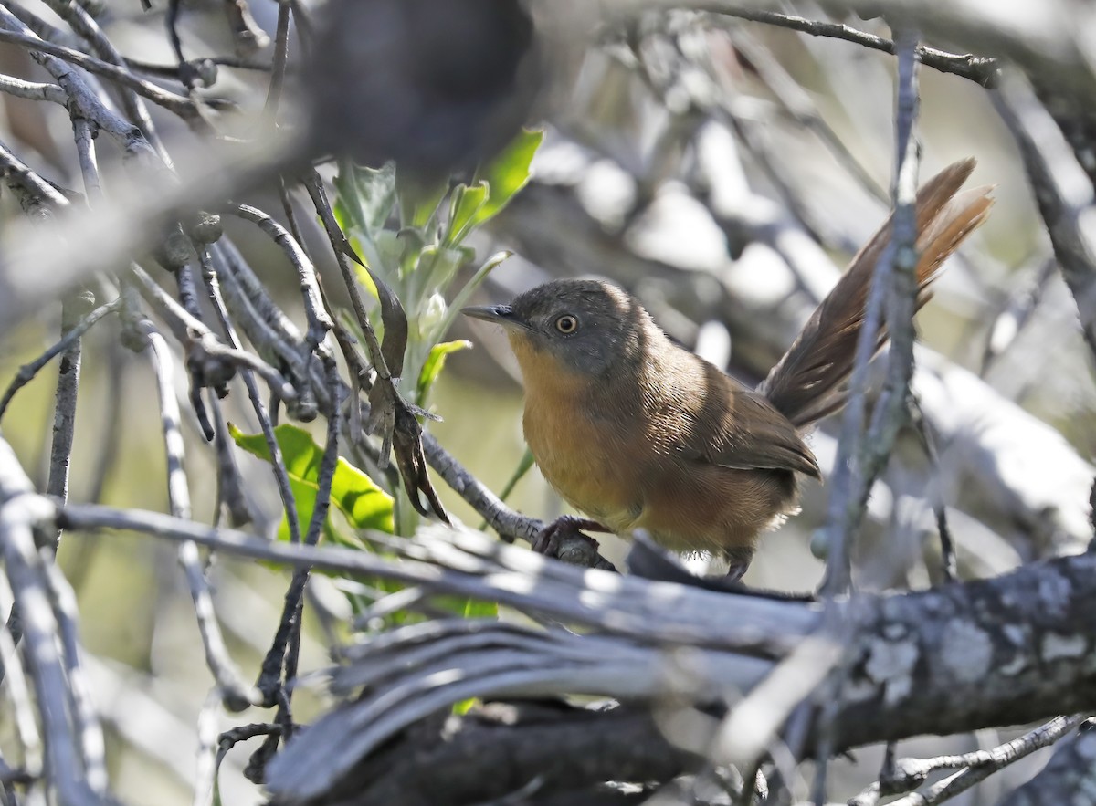 Victorin's Warbler - ML633512521