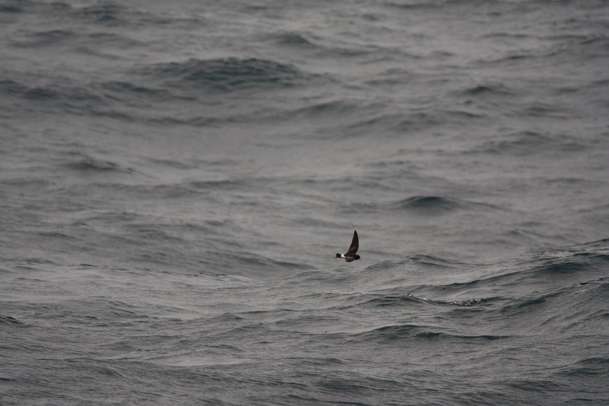 Black-bellied Storm-Petrel - ML633512548