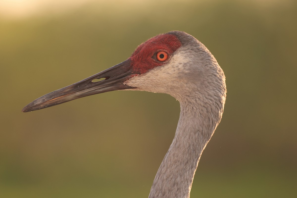 Sandhill Crane - ML633512587