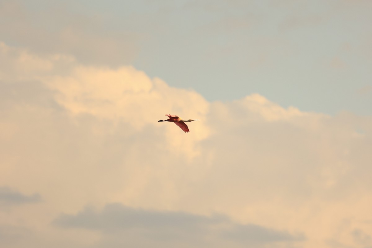 Roseate Spoonbill - ML633512606
