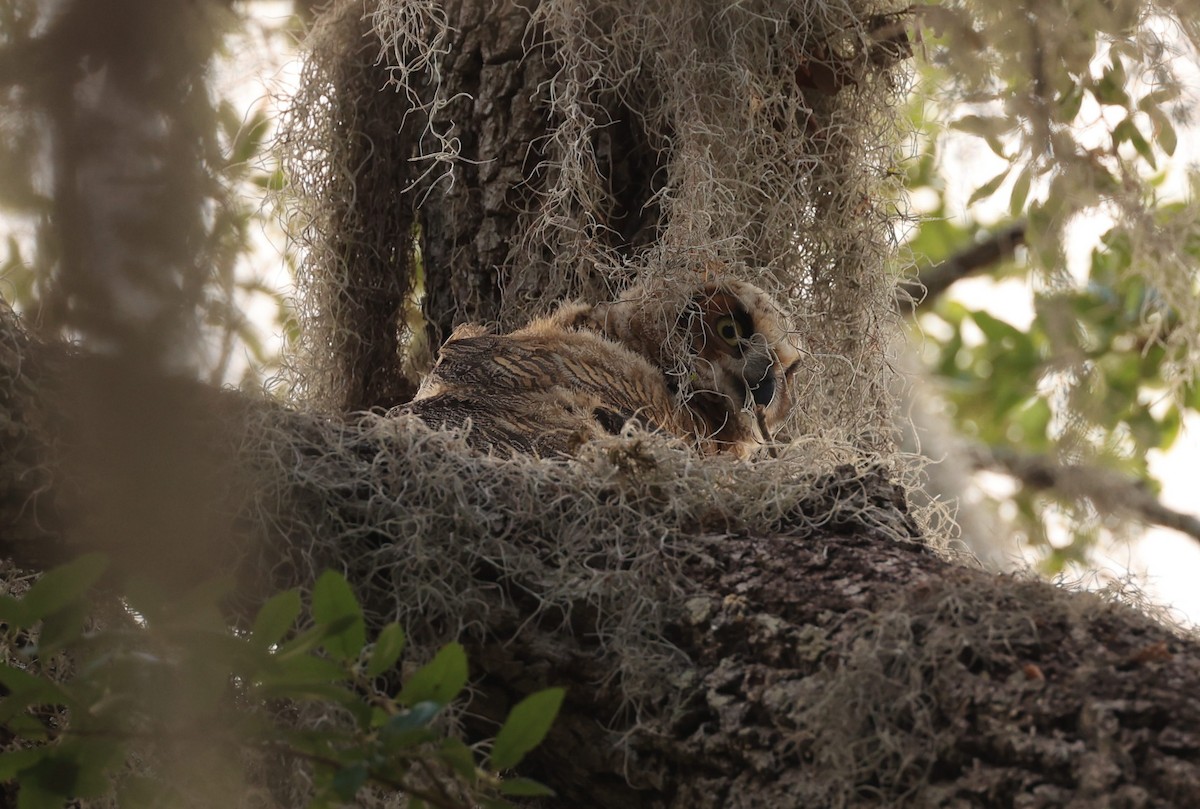 Great Horned Owl - ML633512638
