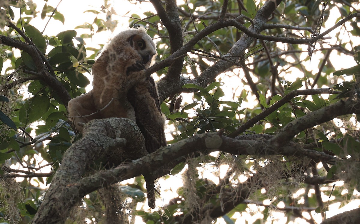 Great Horned Owl - ML633512639