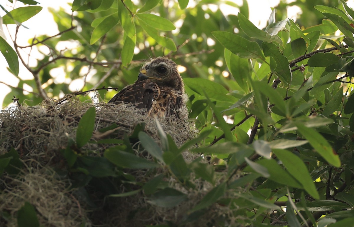 Red-shouldered Hawk - ML633512681