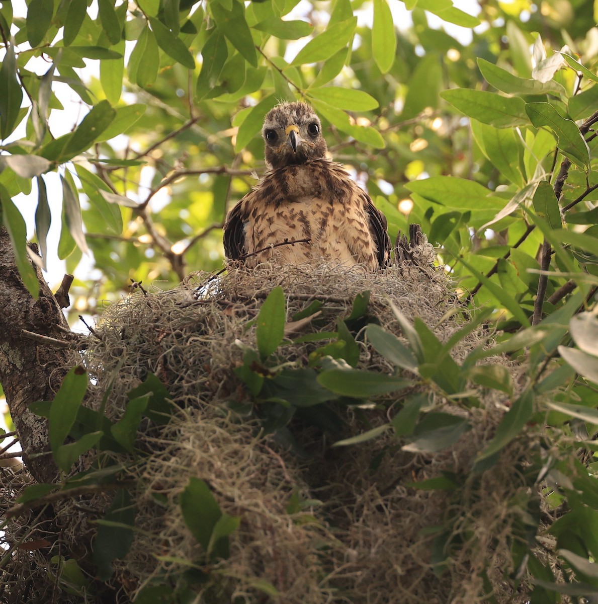 Red-shouldered Hawk - ML633512682