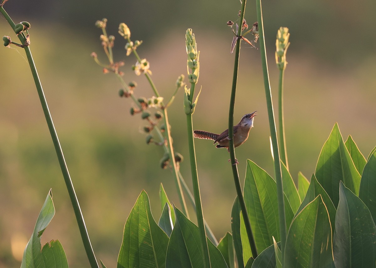 Carolina Wren - ML633512705