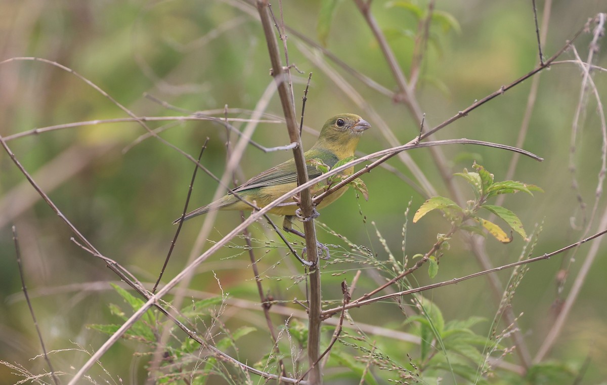 Painted Bunting - ML633512718