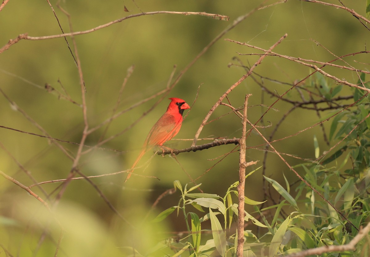 Northern Cardinal - ML633512724
