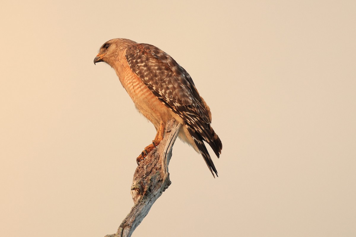 Red-shouldered Hawk - ML633512729