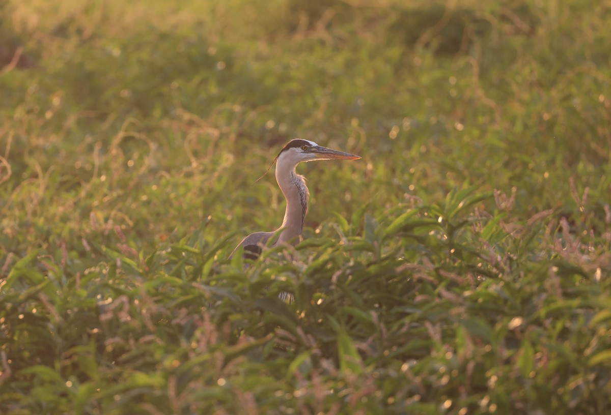 Great Blue Heron - ML633512734