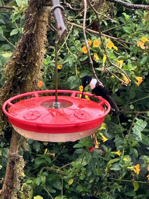 Collared Inca (Collared) - ML633512987