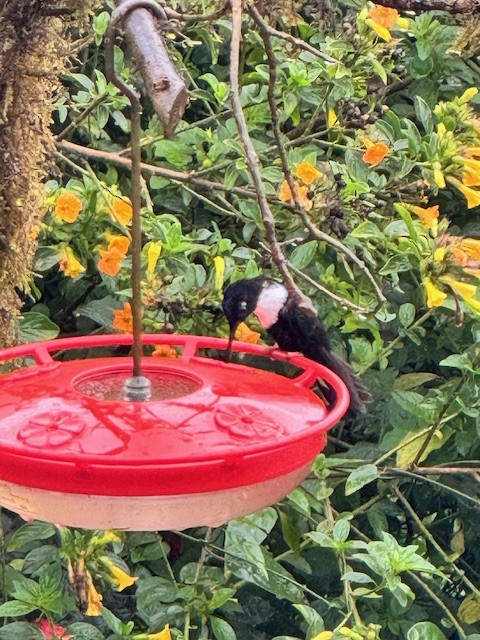 Collared Inca (Collared) - ML633512988